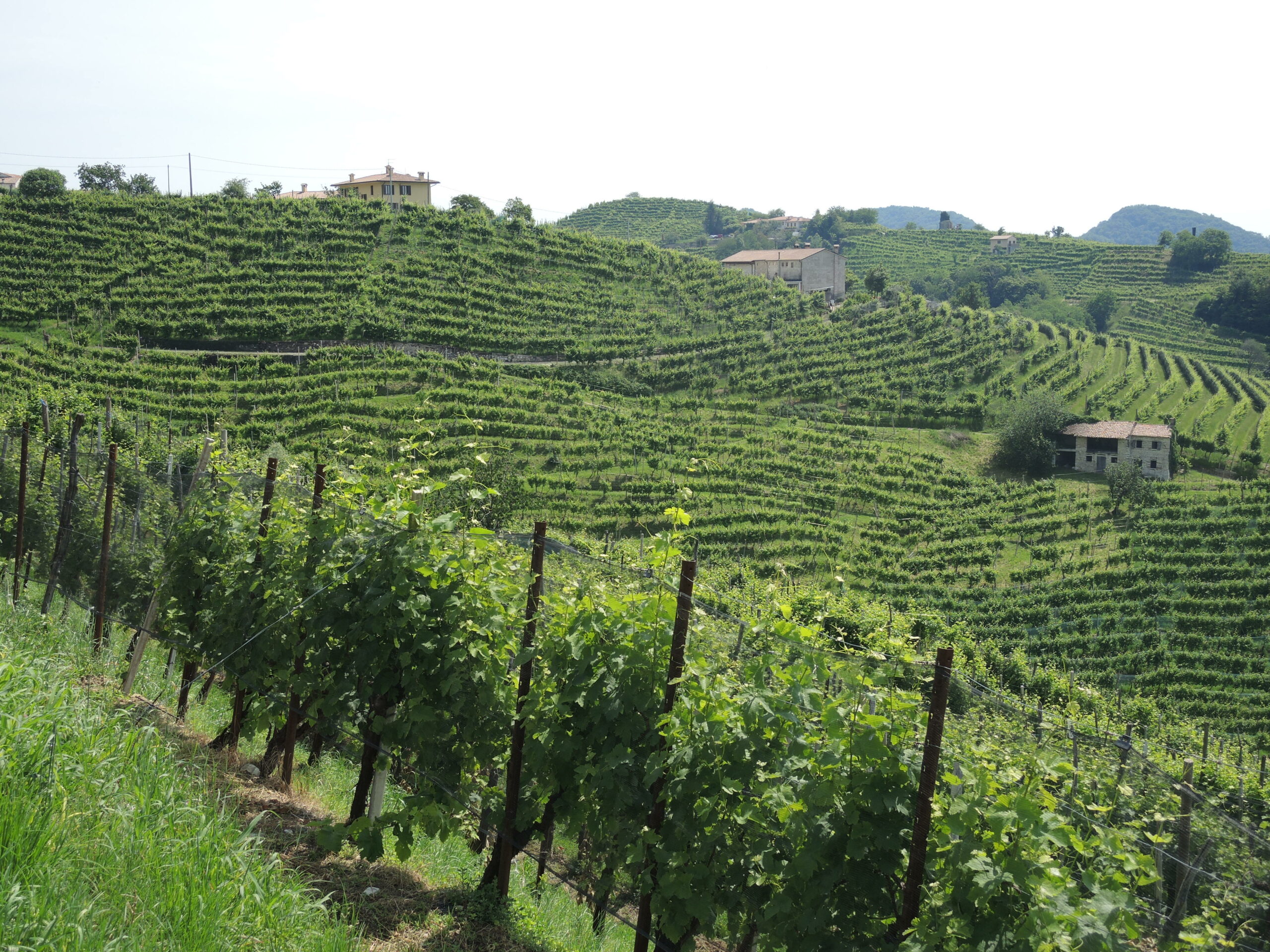 Le colline del Prosecco