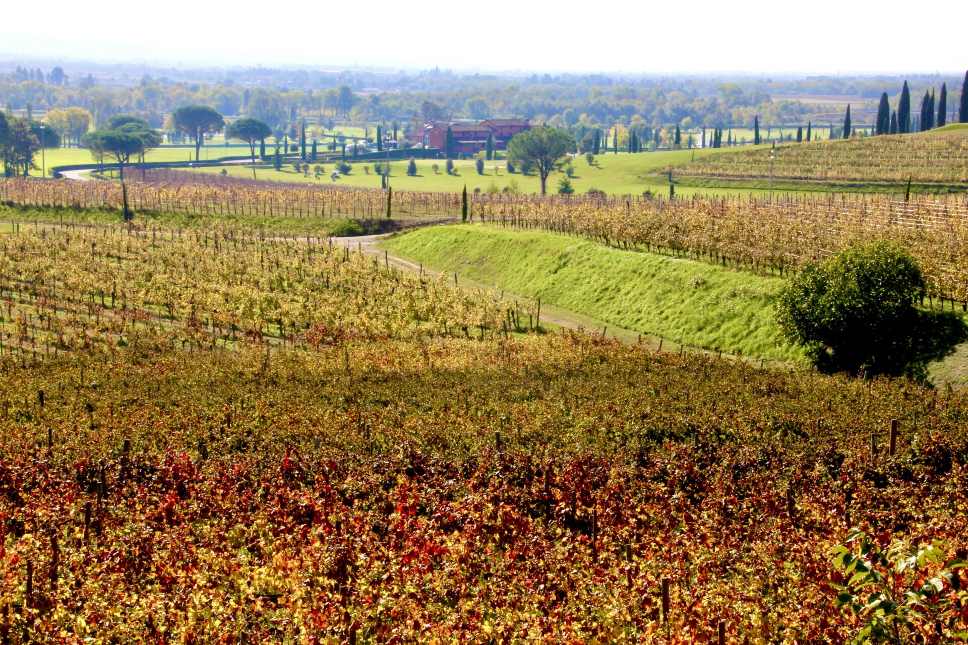 Il Collio in Friuli